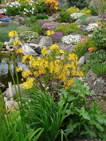 Rhododendron luteum